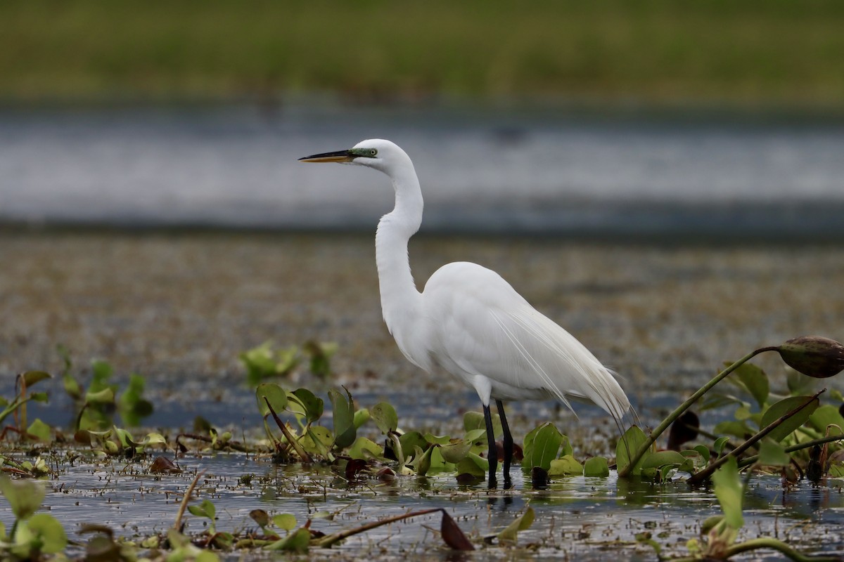 Great Egret - ML534452321