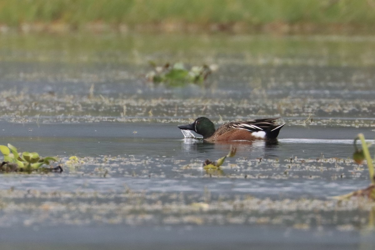 Blue-winged Teal x Northern Shoveler (hybrid) - ML534453451