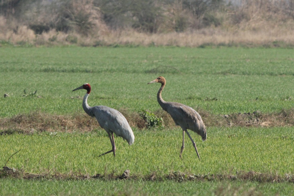 Sarus Crane - ML534453721