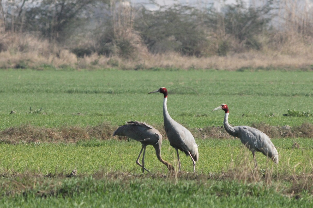 Sarus Crane - ML534453731