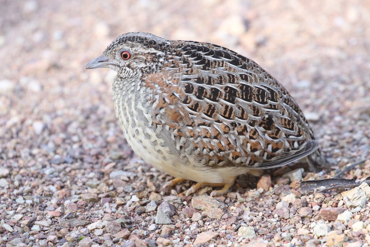 Painted Buttonquail - ML534453761
