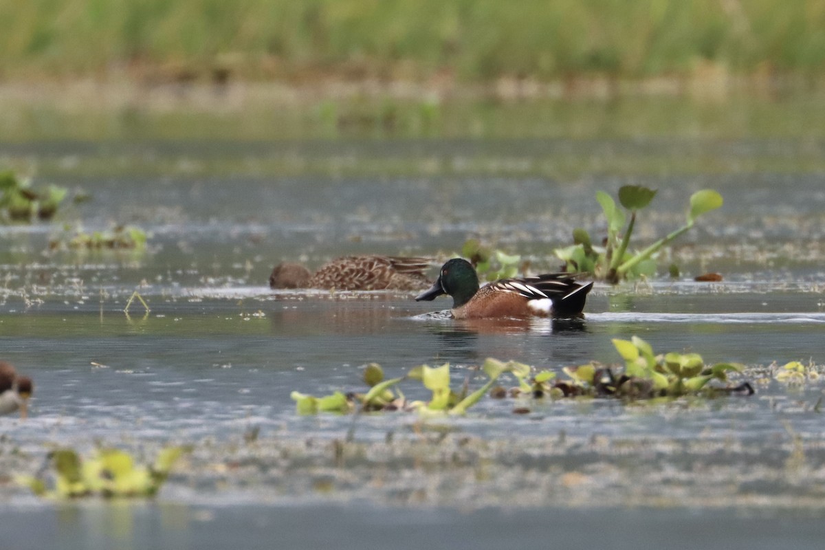 Blue-winged Teal x Northern Shoveler (hybrid) - ML534454171