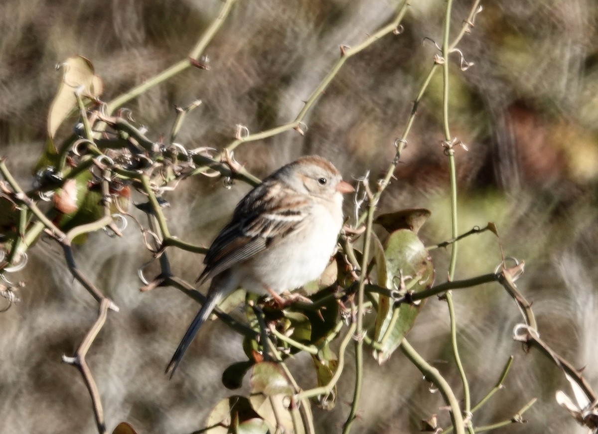 Field Sparrow - ML534454561