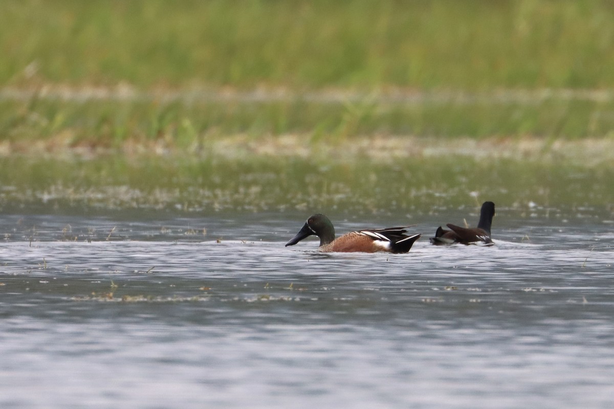 Blue-winged Teal x Northern Shoveler (hybrid) - John van Dort