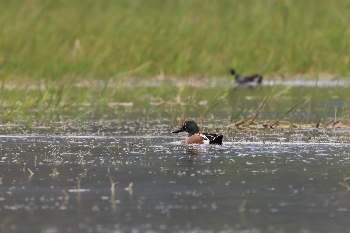 Blue-winged Teal x Northern Shoveler (hybrid) - ML534455221