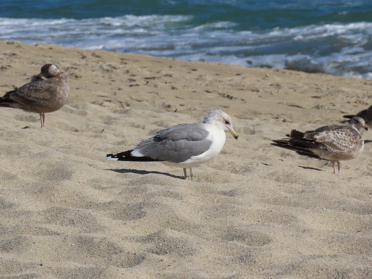 California Gull - Sebastián  Bonilla S