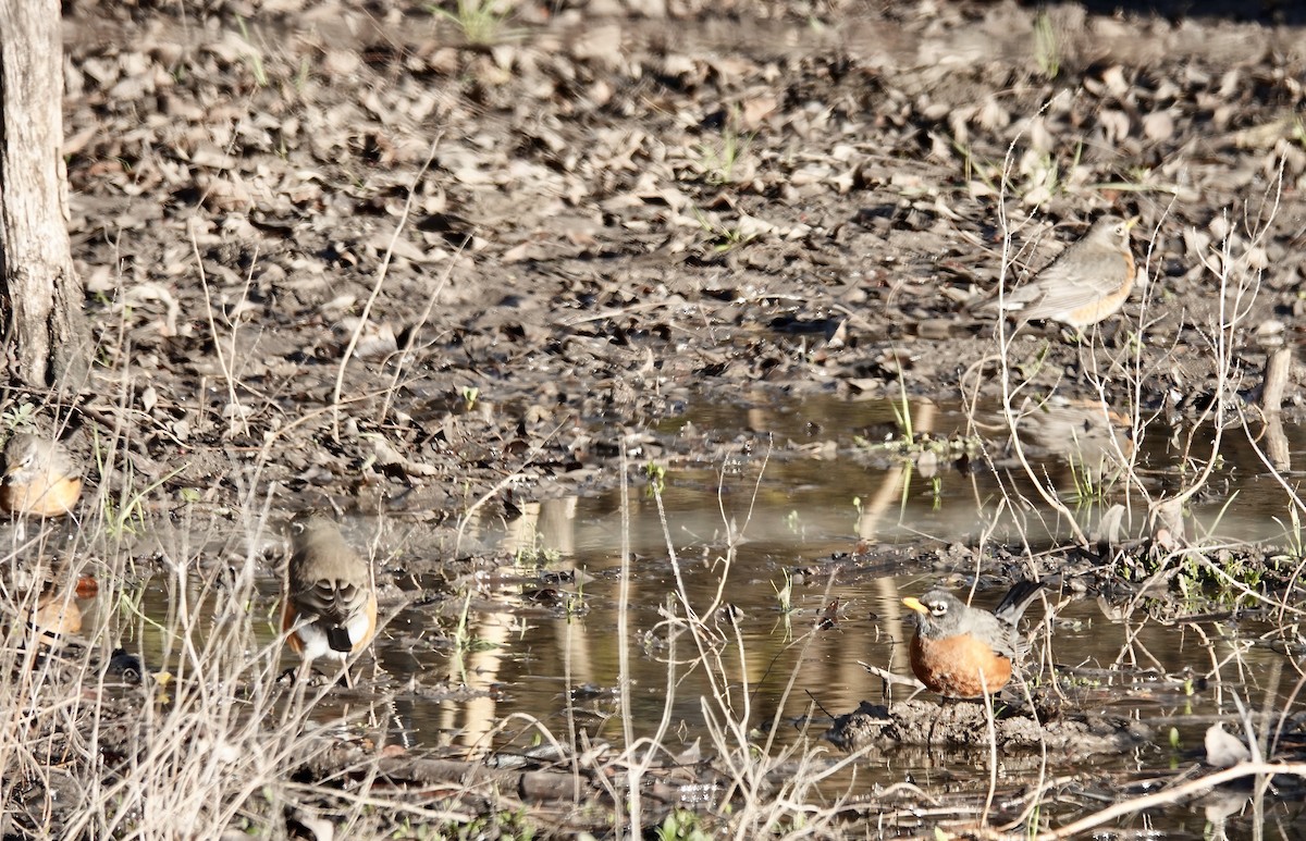 American Robin - ML534456841