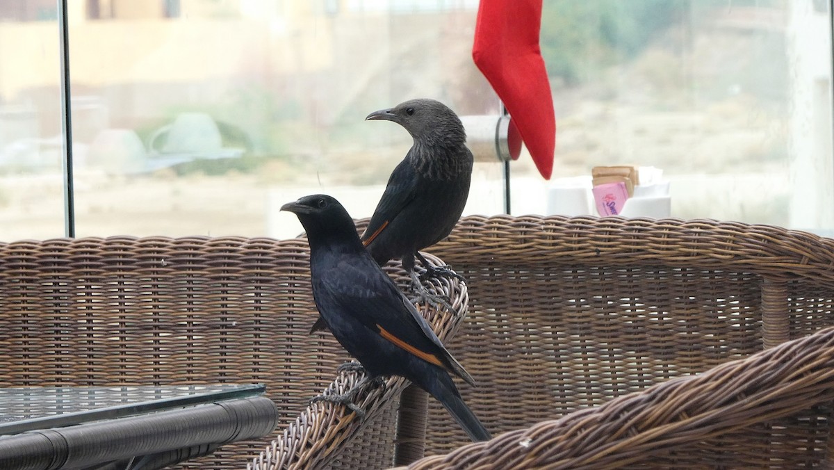 Tristram's Starling - ML534456851