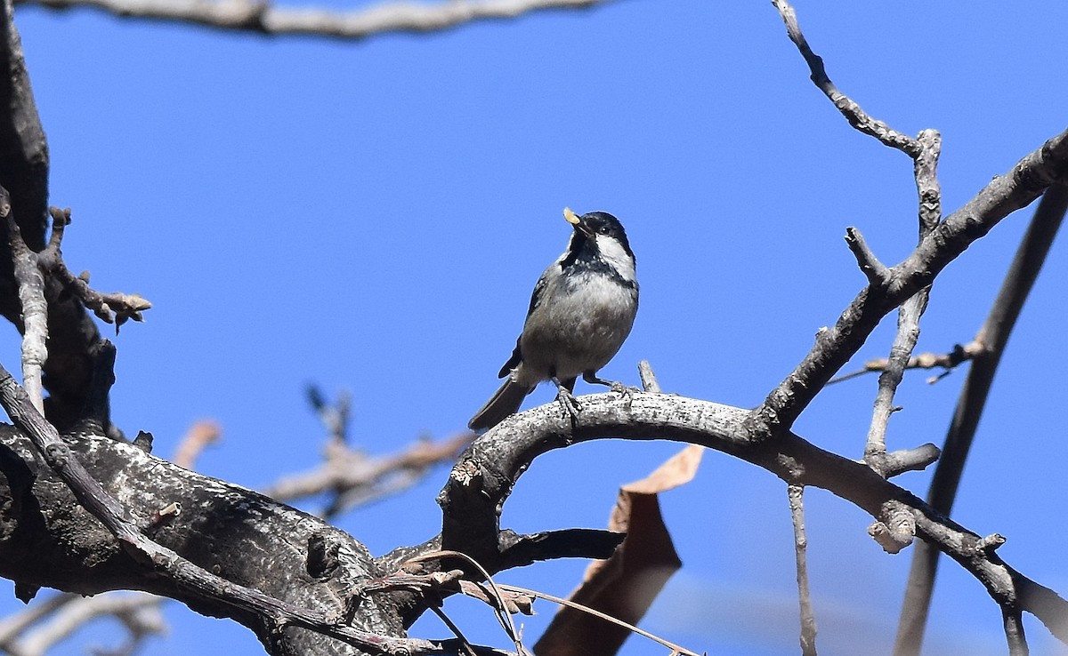 Mésange noire (ledouci/atlas) - ML534458261