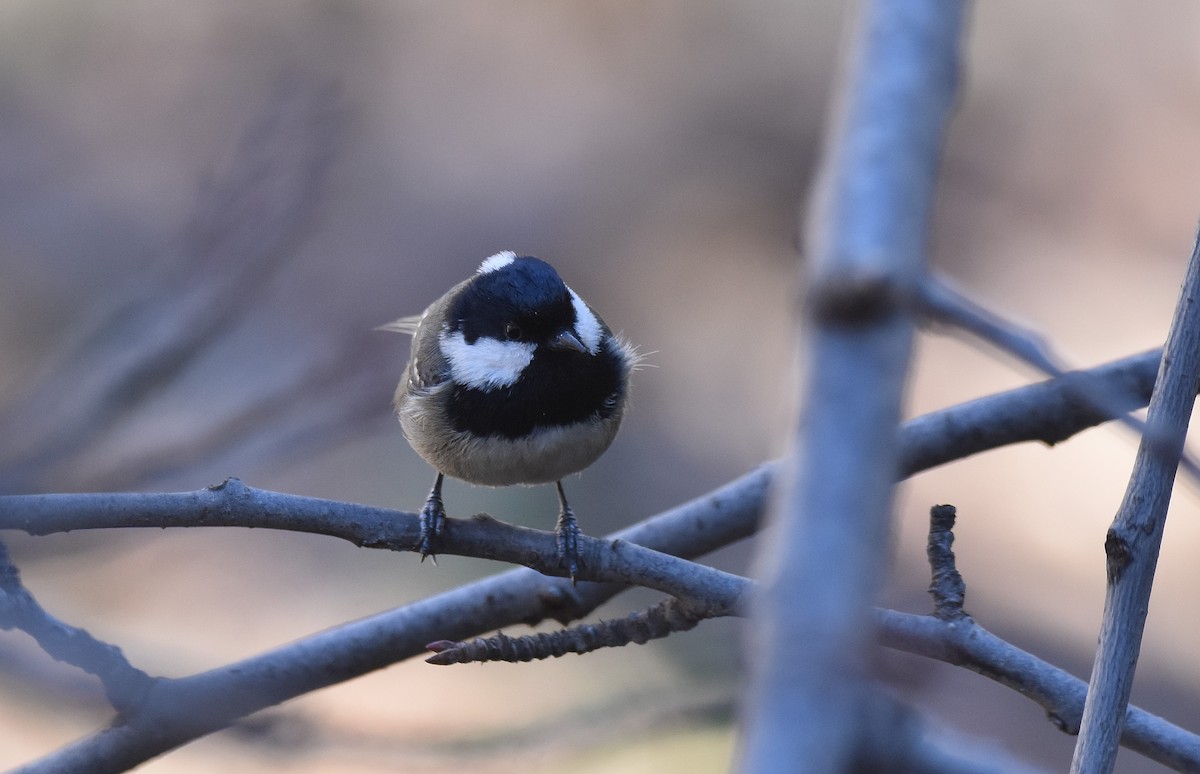 Mésange noire (ledouci/atlas) - ML534458271