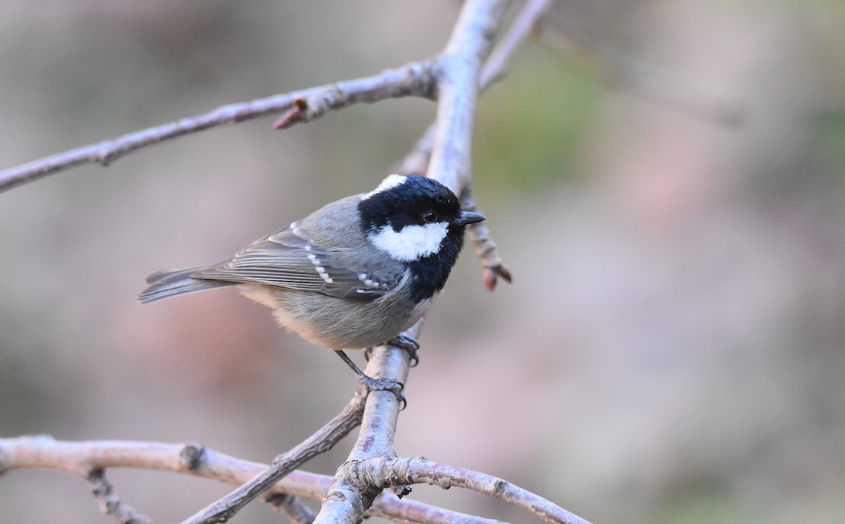 Mésange noire (ledouci/atlas) - ML534458451