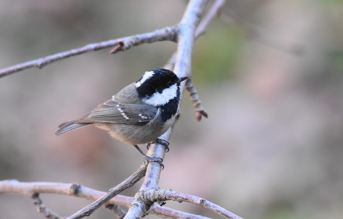 Mésange noire (ledouci/atlas) - ML534458461