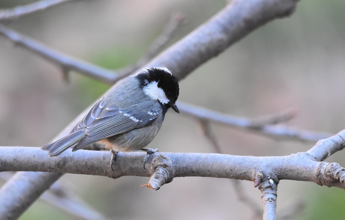 Mésange noire (ledouci/atlas) - ML534458471