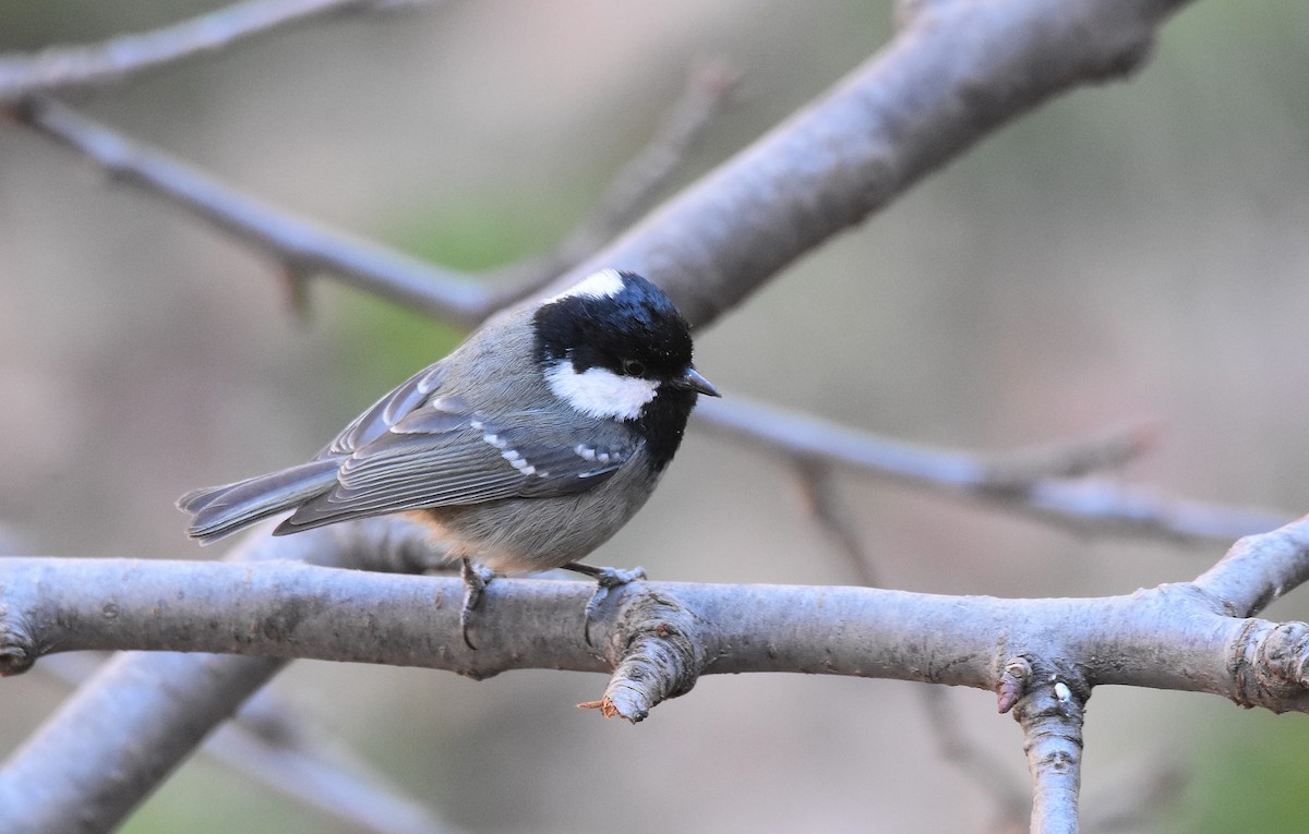 Coal Tit (Atlas) - ML534458481