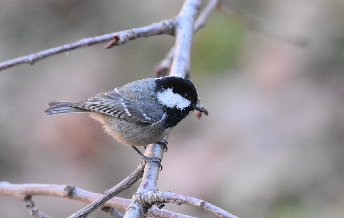 Mésange noire (ledouci/atlas) - ML534458491