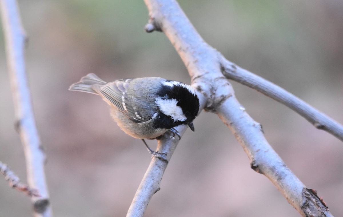 Mésange noire (ledouci/atlas) - ML534458531