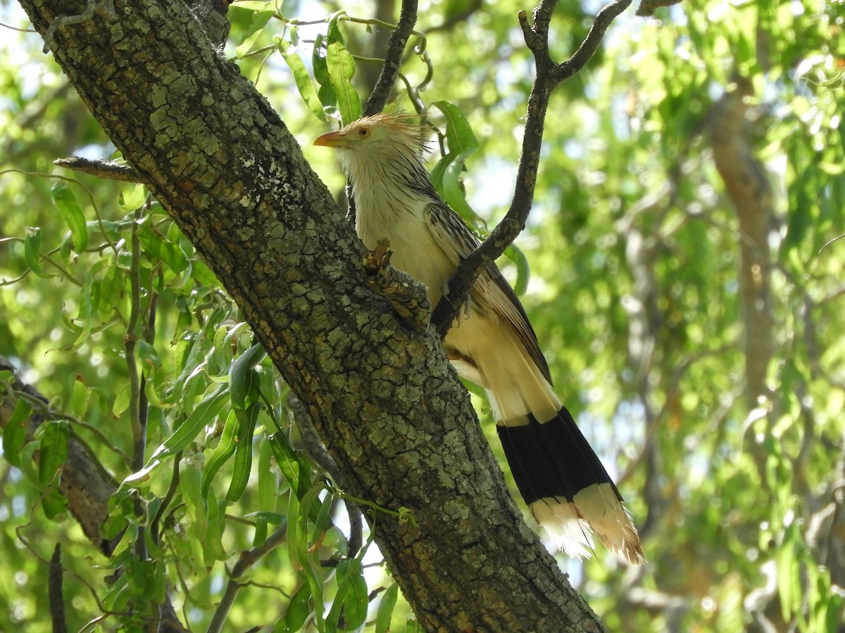 Guira Cuckoo - Gonzalo Diaz