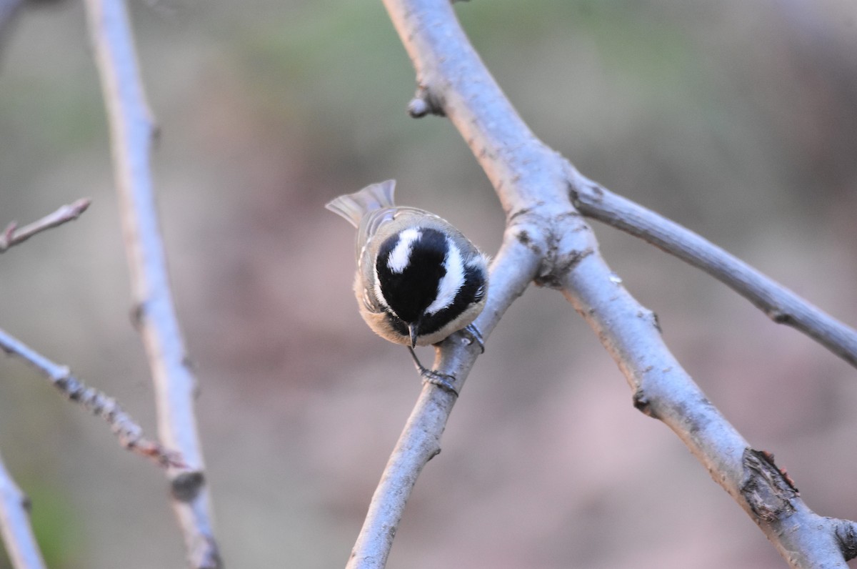 Mésange noire (ledouci/atlas) - ML534458871