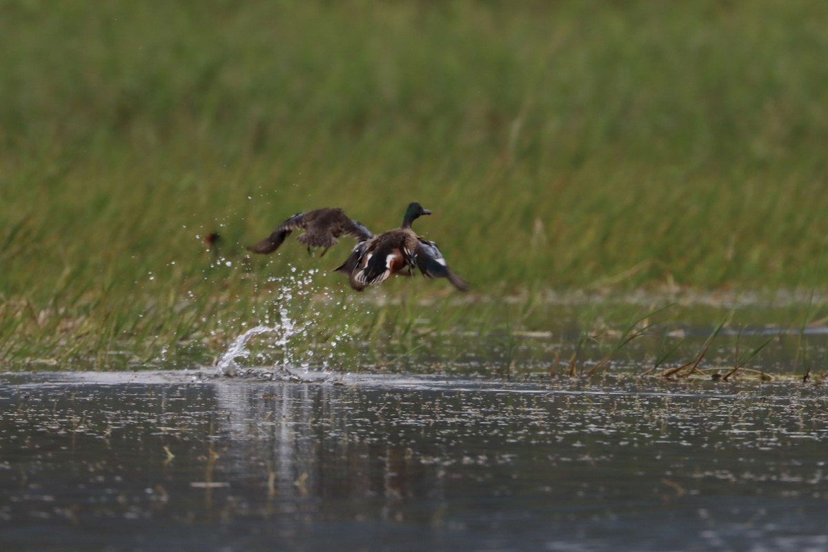 Hybride Sarcelle à ailes bleues x Canard souchet - ML534458891