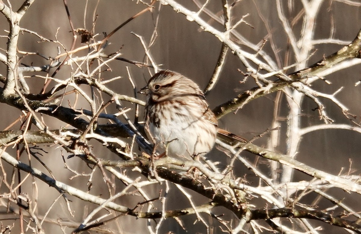 Song Sparrow - ML534459251