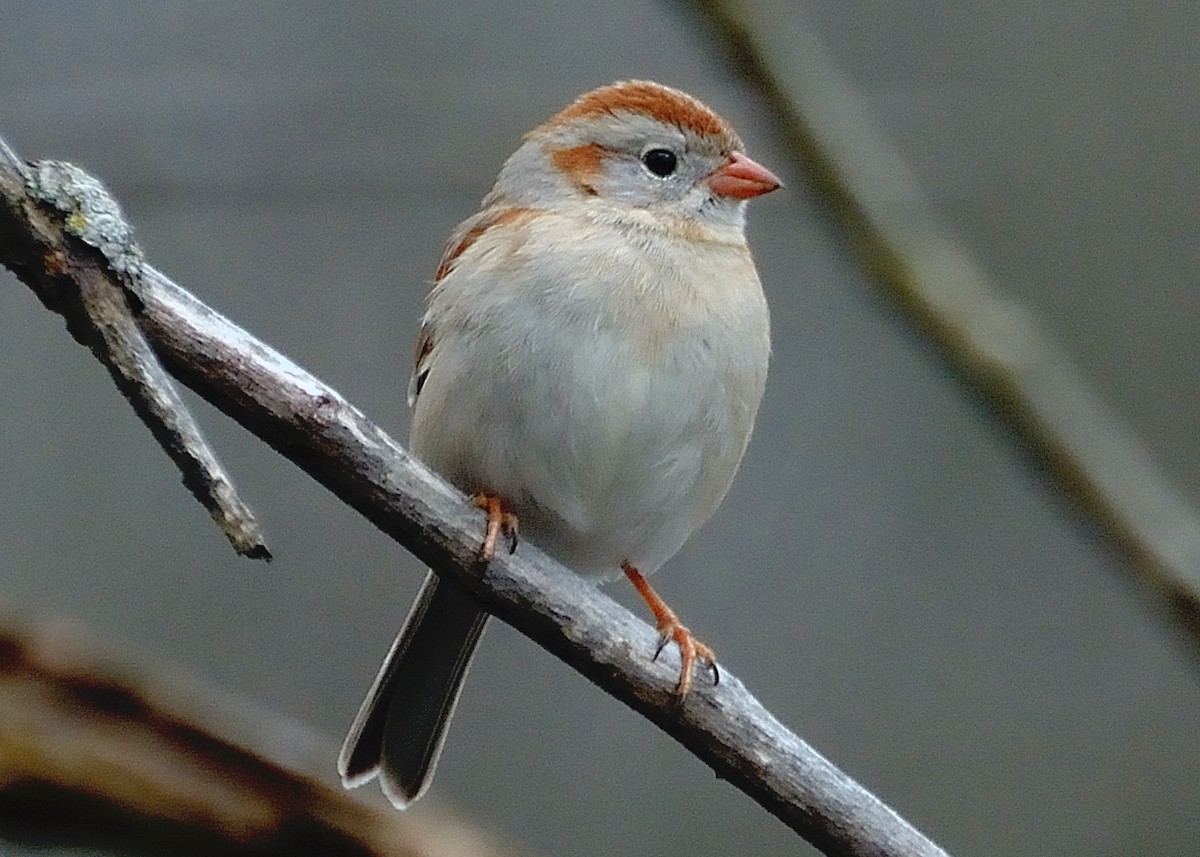Field Sparrow - ML53445951
