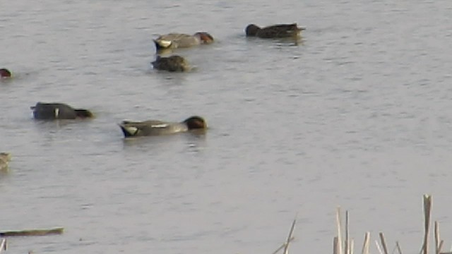 Green-winged Teal (Eurasian) - ML534459691