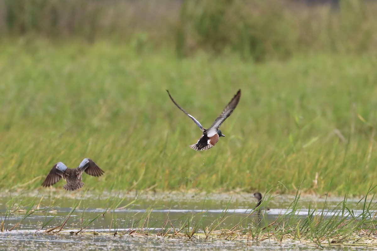 Blue-winged Teal x Northern Shoveler (hybrid) - ML534460241