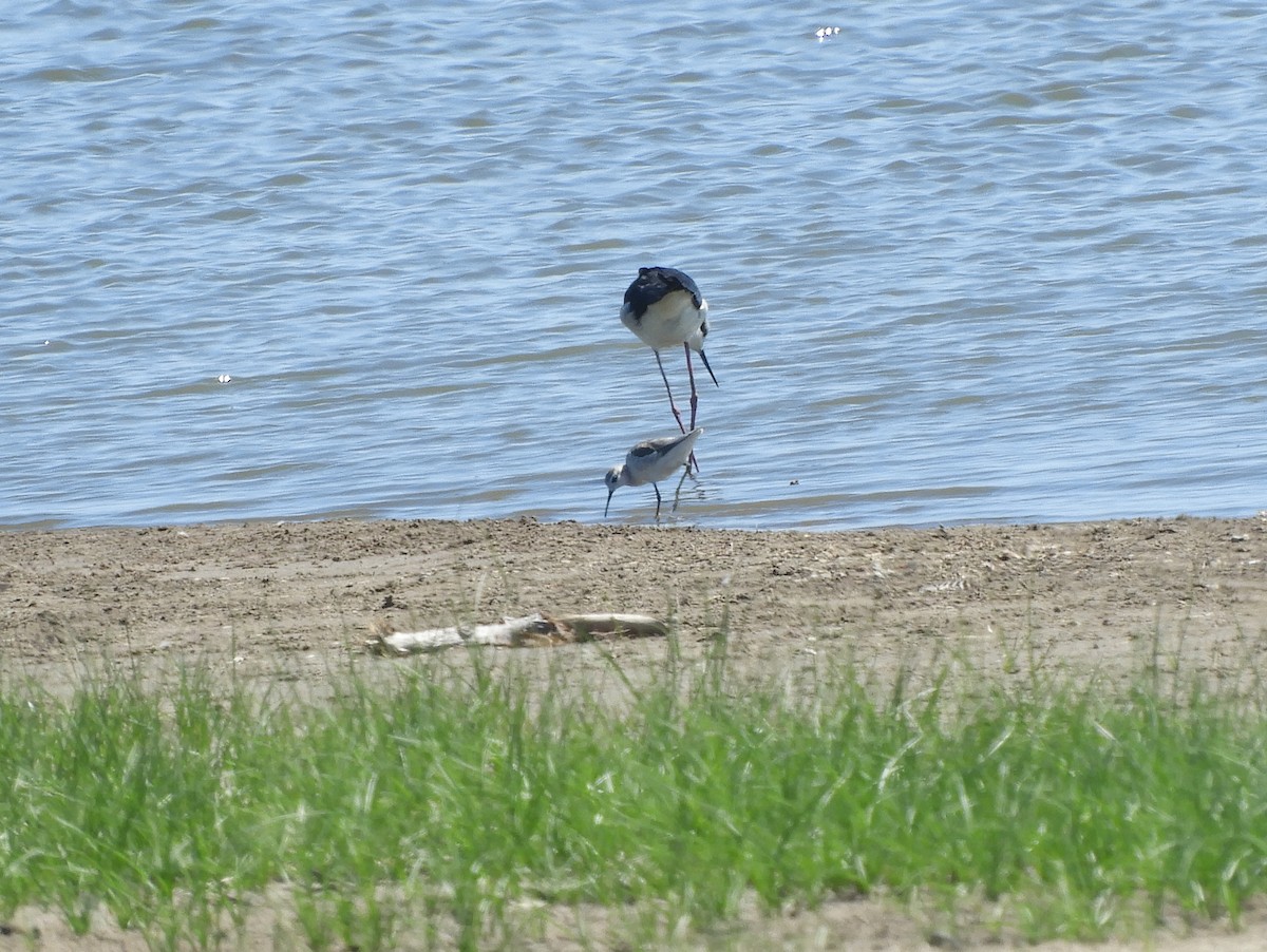 hvithalesvømmesnipe - ML534460341