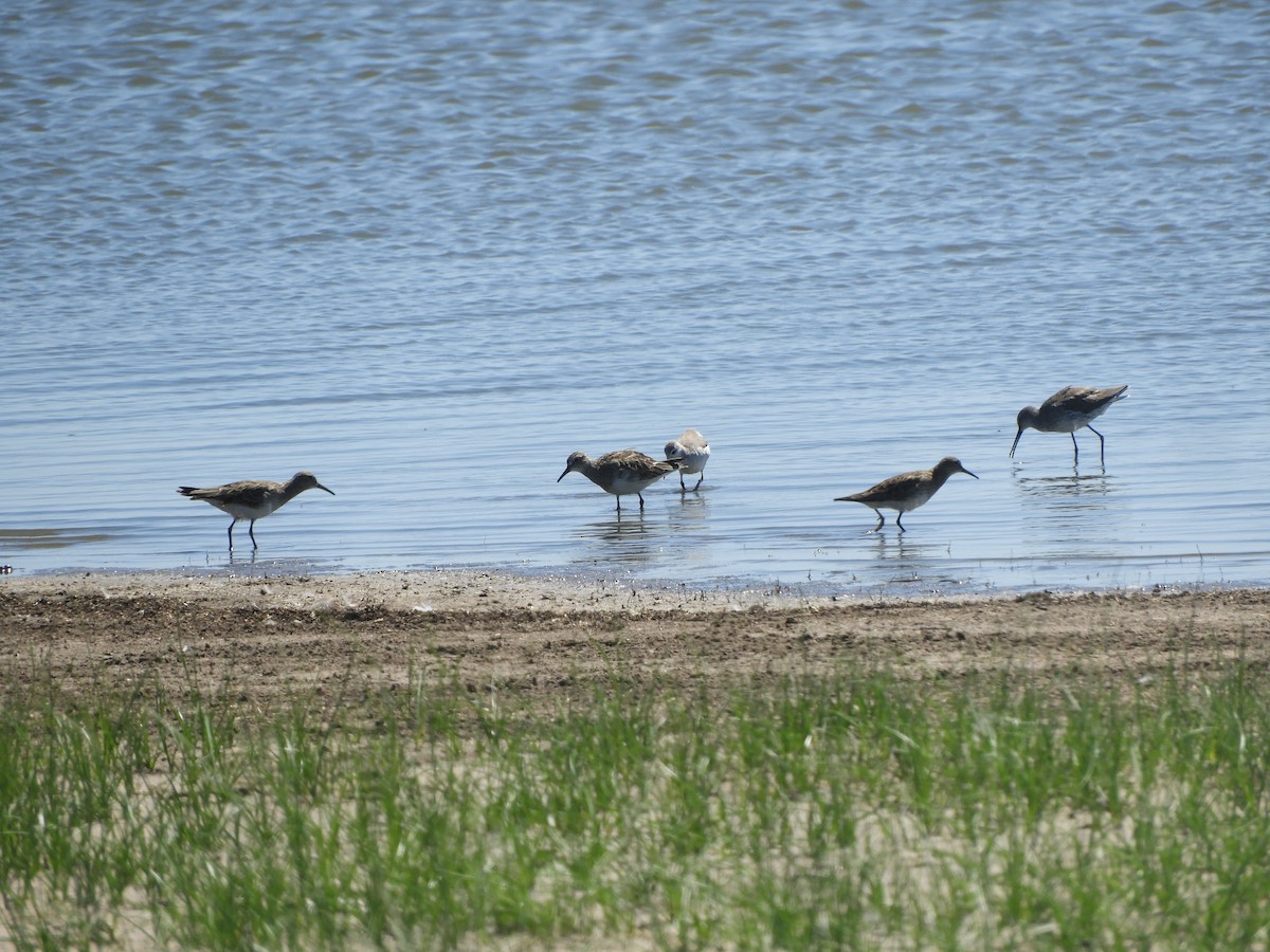 Pectoral Sandpiper - Gonzalo Diaz