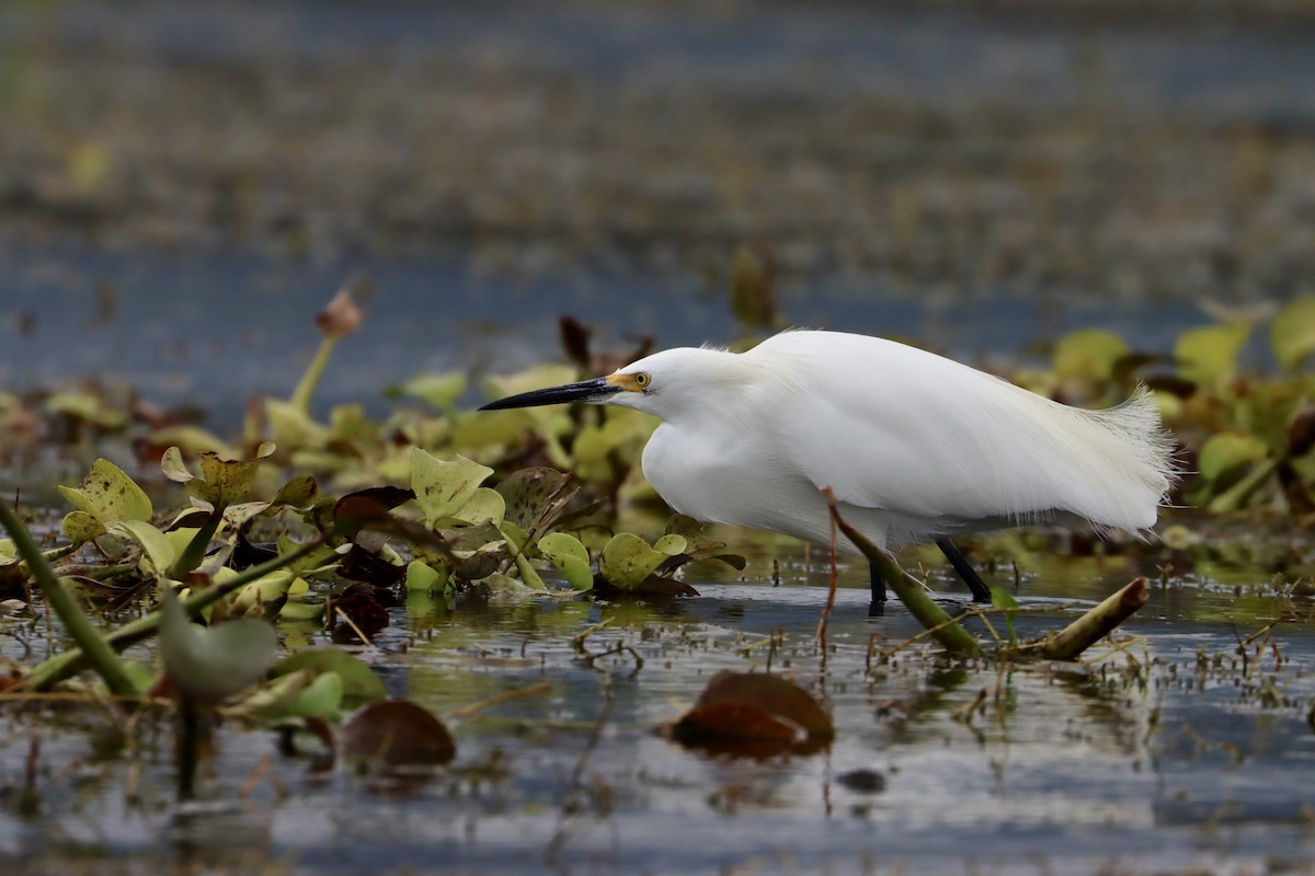 Snowy Egret - ML534463251