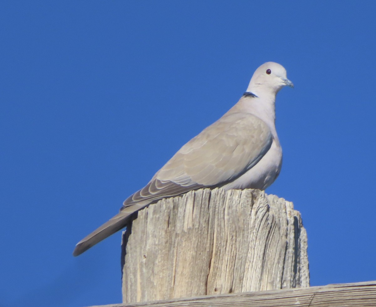 Eurasian Collared-Dove - Mohini Rawool-Sullivan