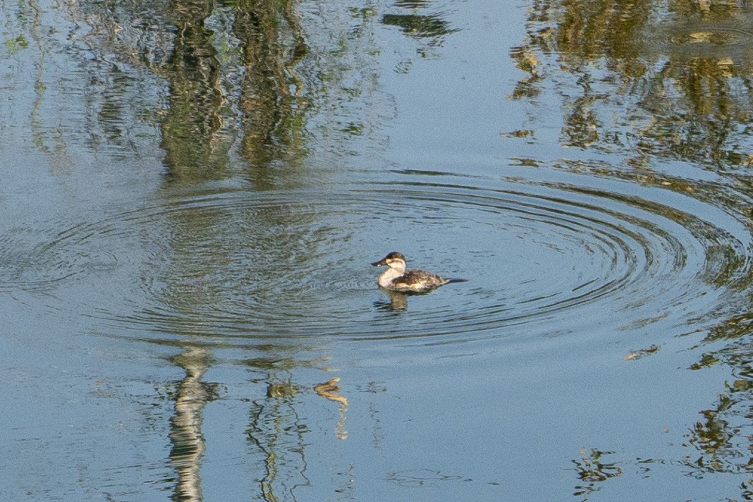 Ruddy Duck - ML534463501