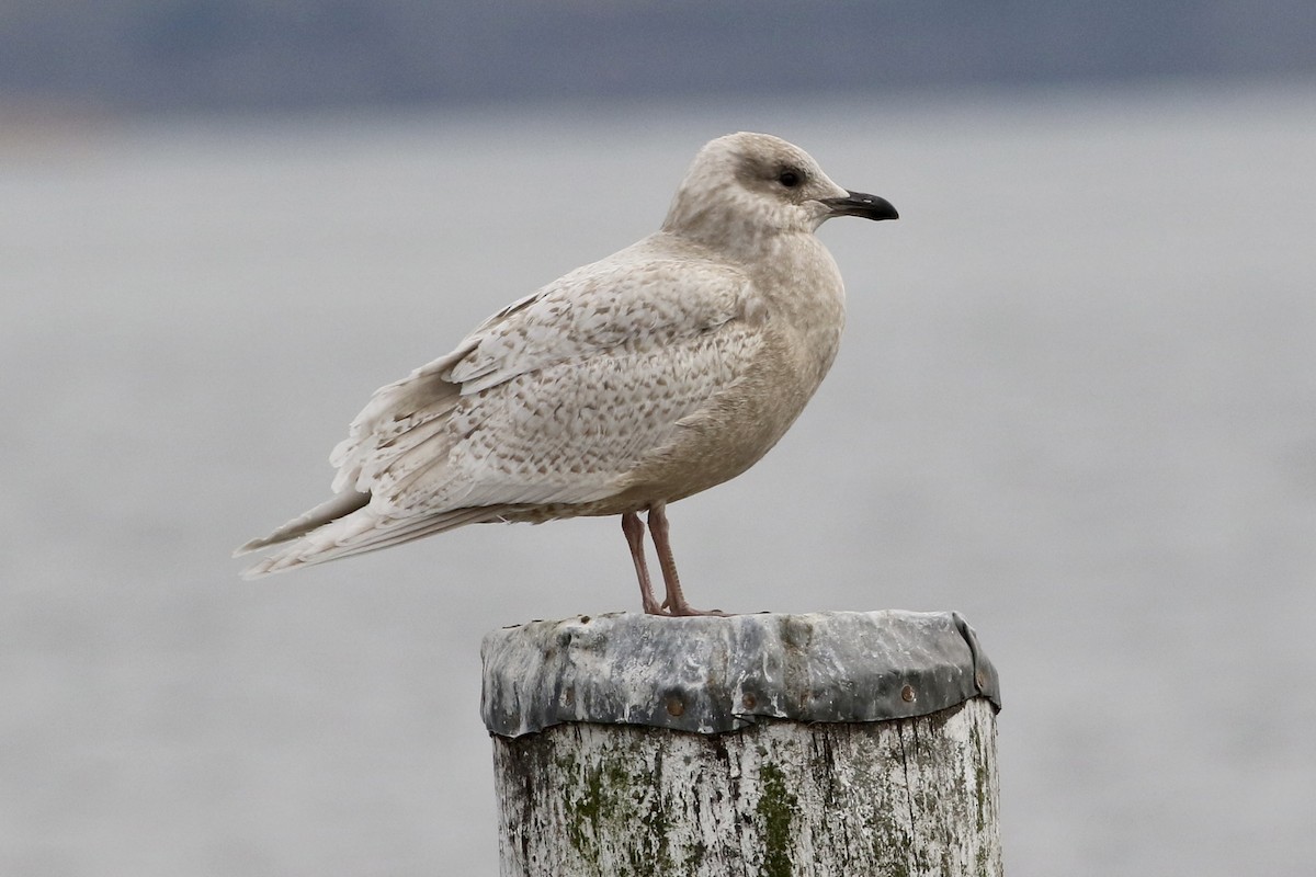 Iceland Gull - ML534463901