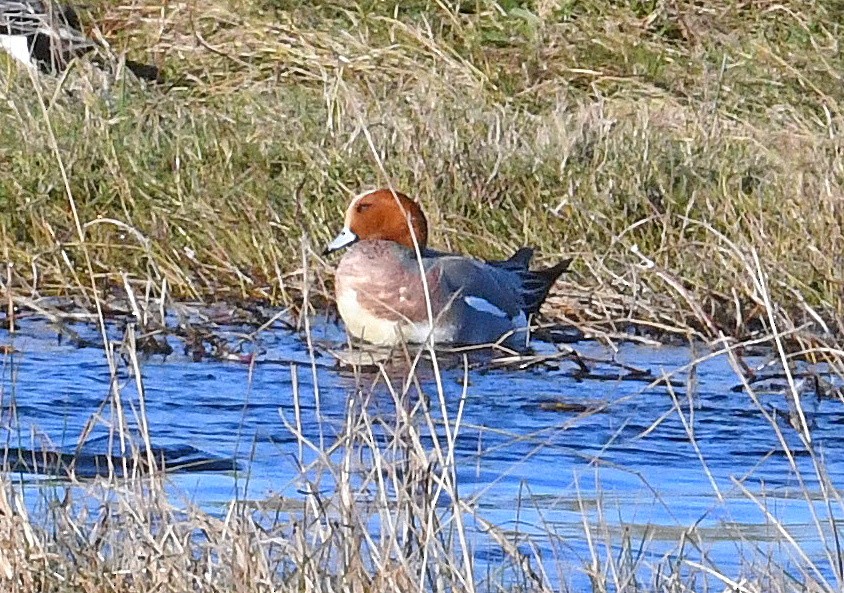 Eurasian Wigeon - ML534463981