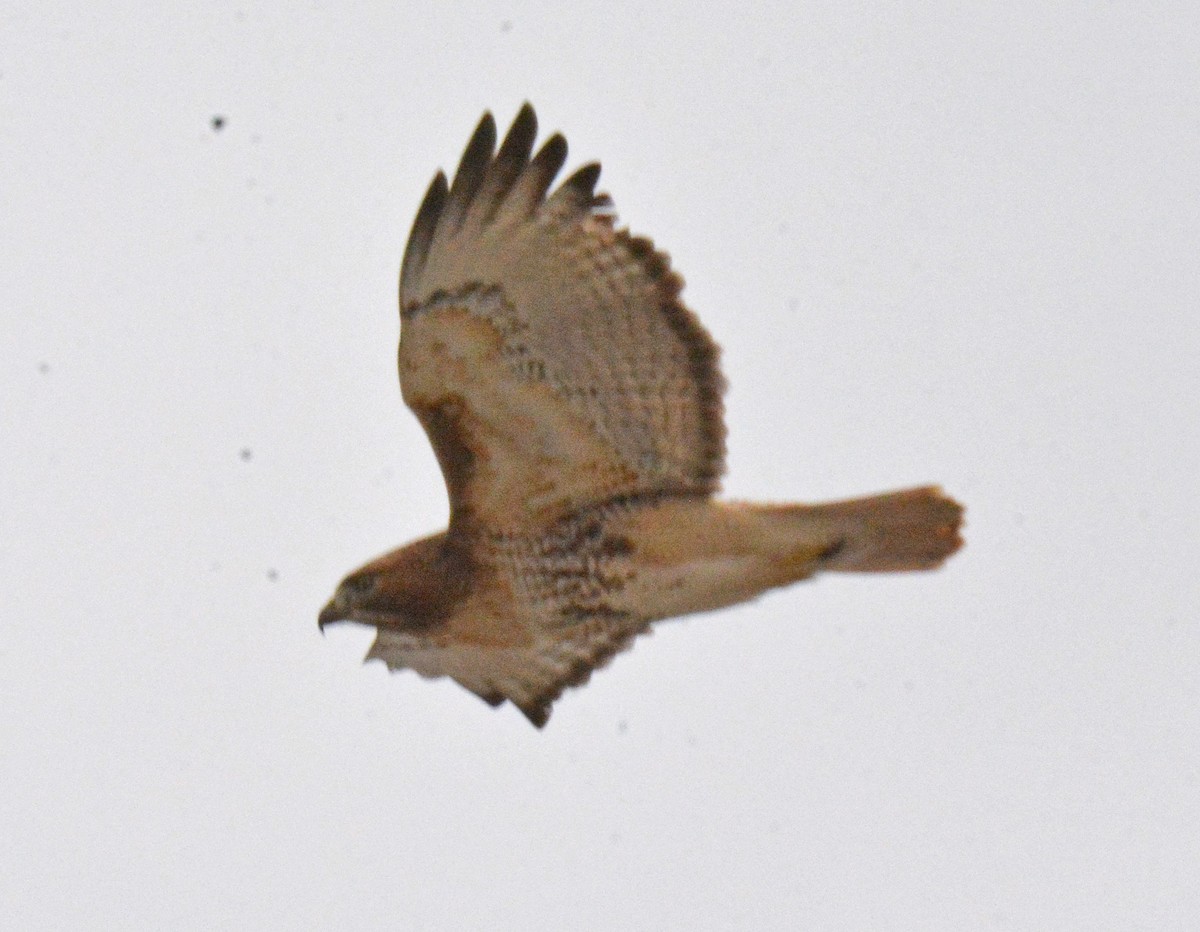 Red-tailed Hawk - Michael J Good