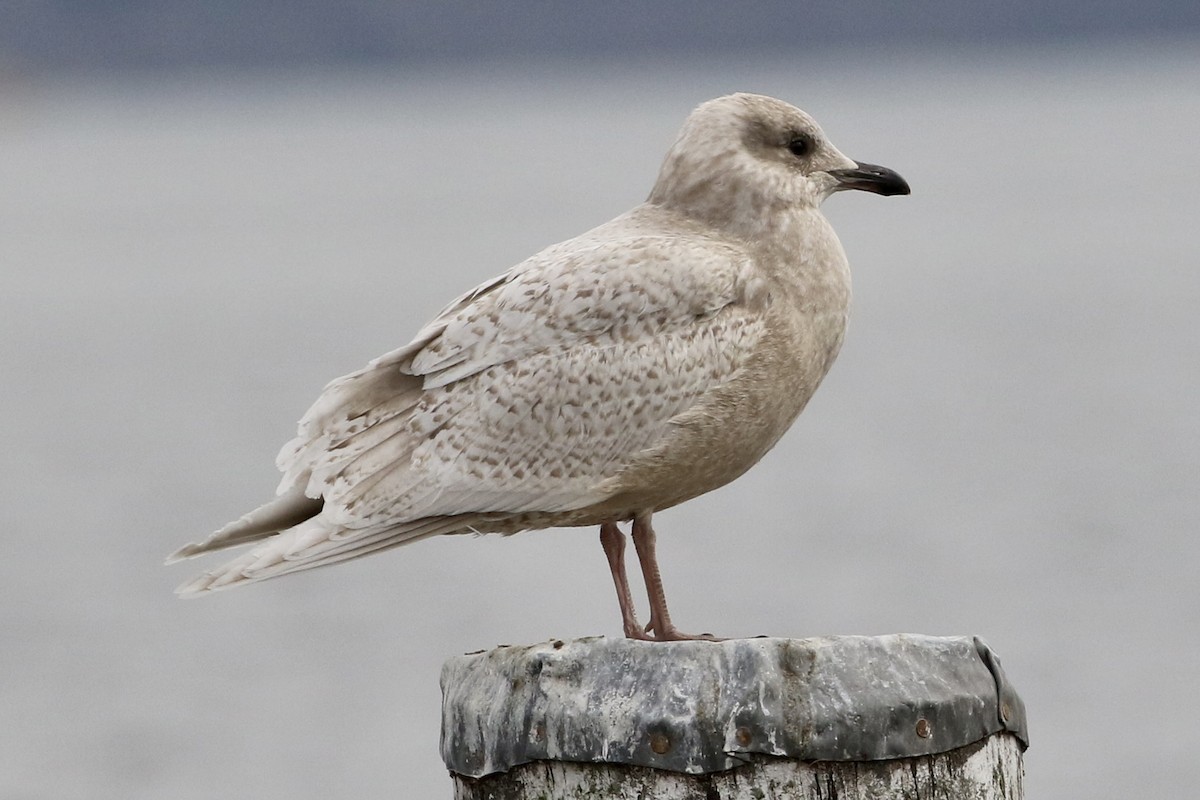 Iceland Gull - ML534464311