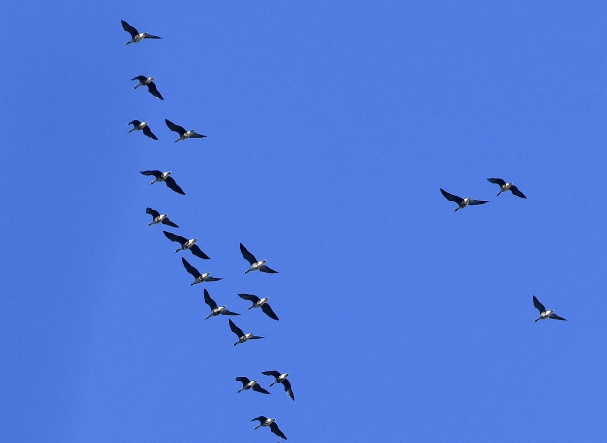 Greater White-fronted Goose - ML534464511