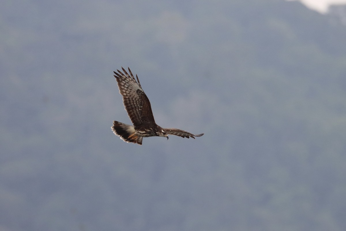 Snail Kite - ML534465151