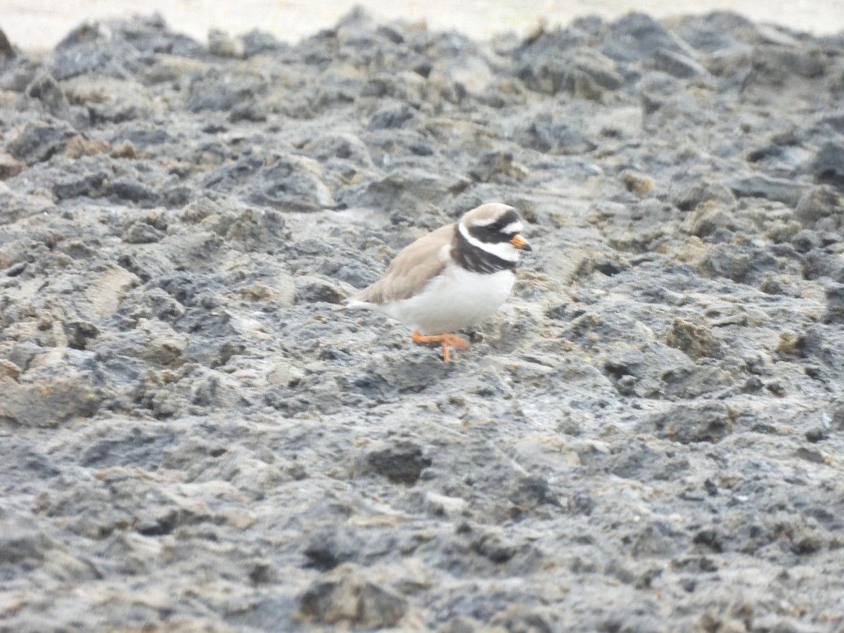 Common Ringed Plover - ML534465521