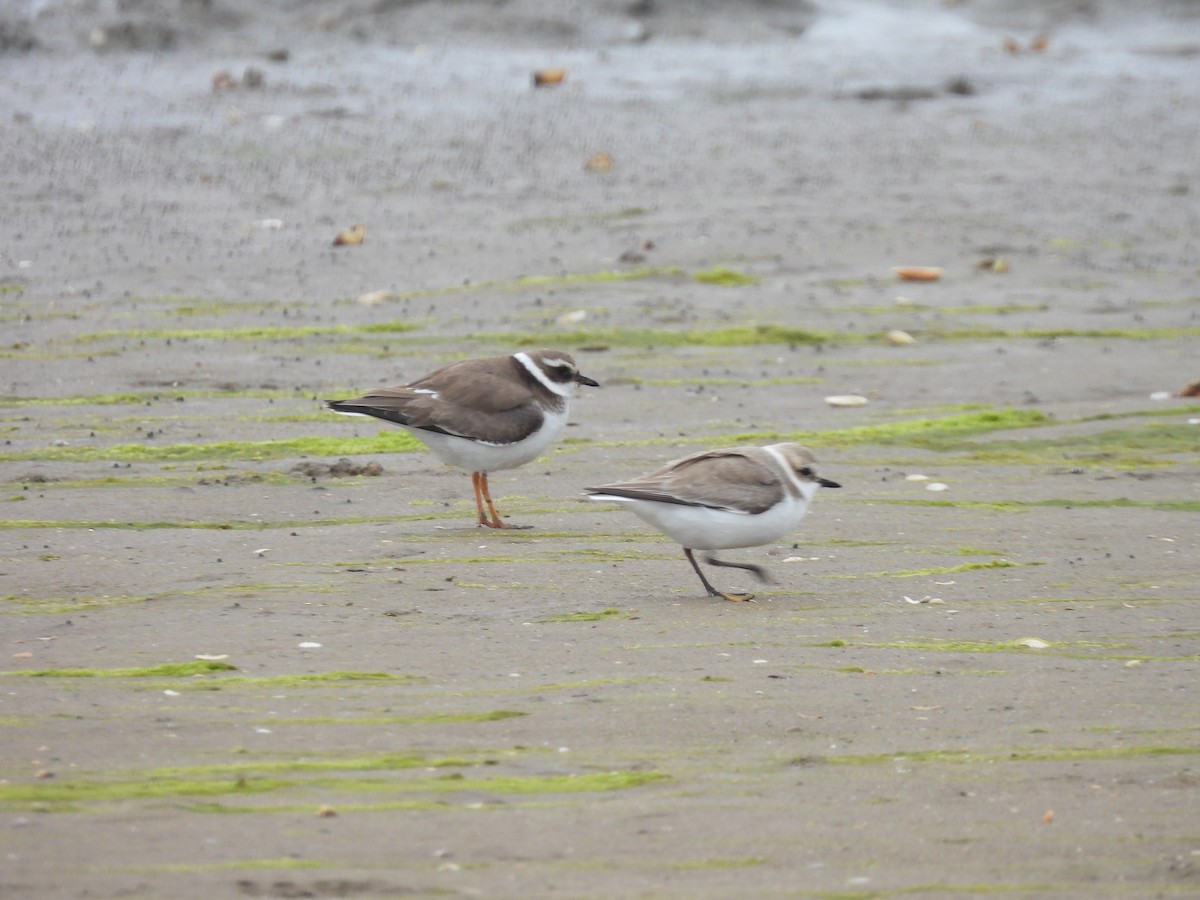 Common Ringed Plover - ML534465531