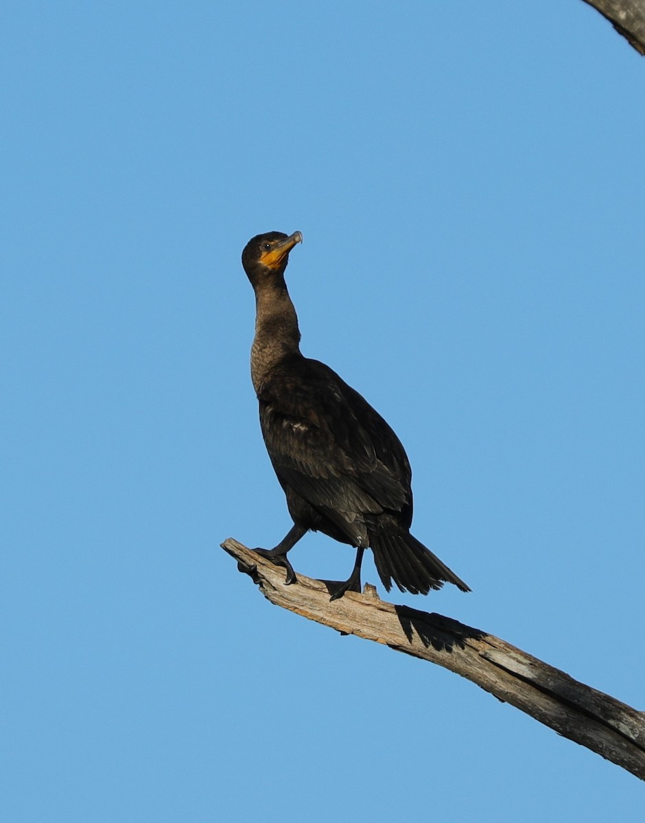 Cormoran à aigrettes - ML534466011