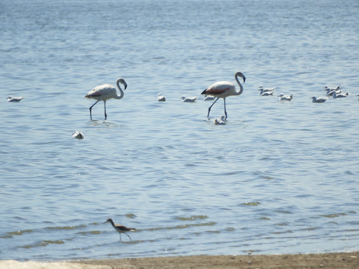 Chilean Flamingo - ML534466481