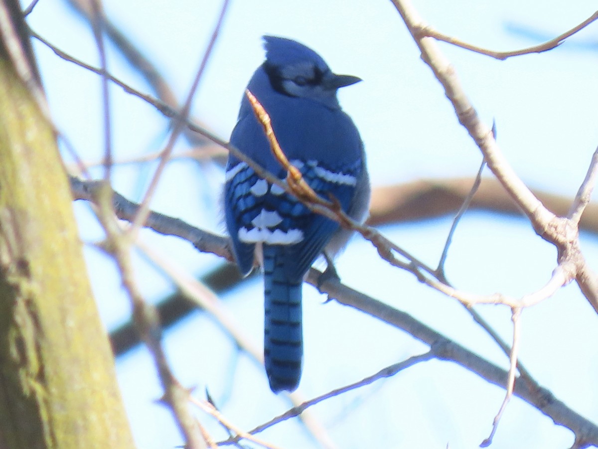 Blue Jay - ML534467141