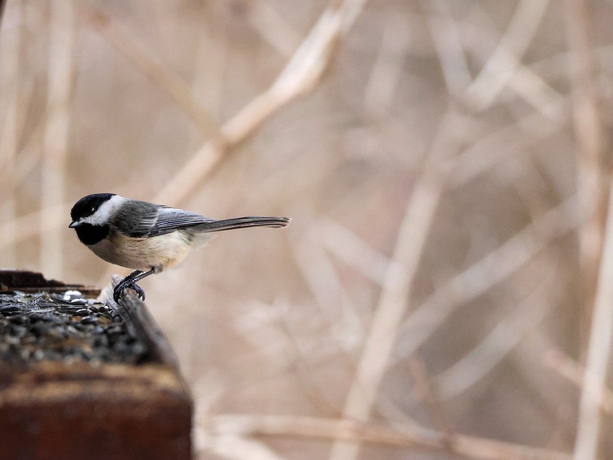 Black-capped Chickadee - ML534467471