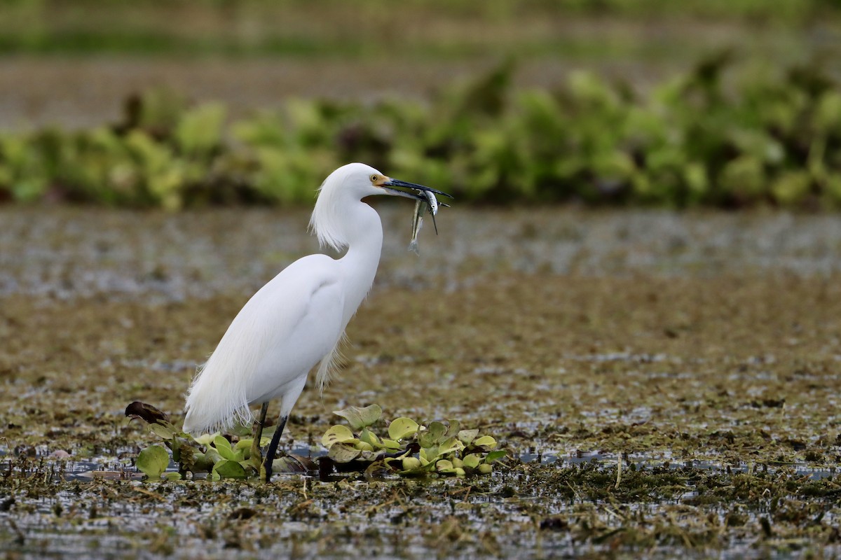 Aigrette neigeuse - ML534468271
