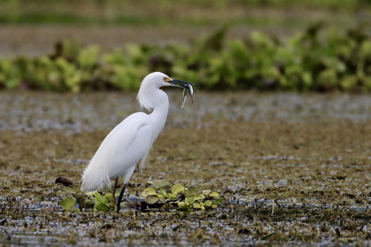 Snowy Egret - ML534468271