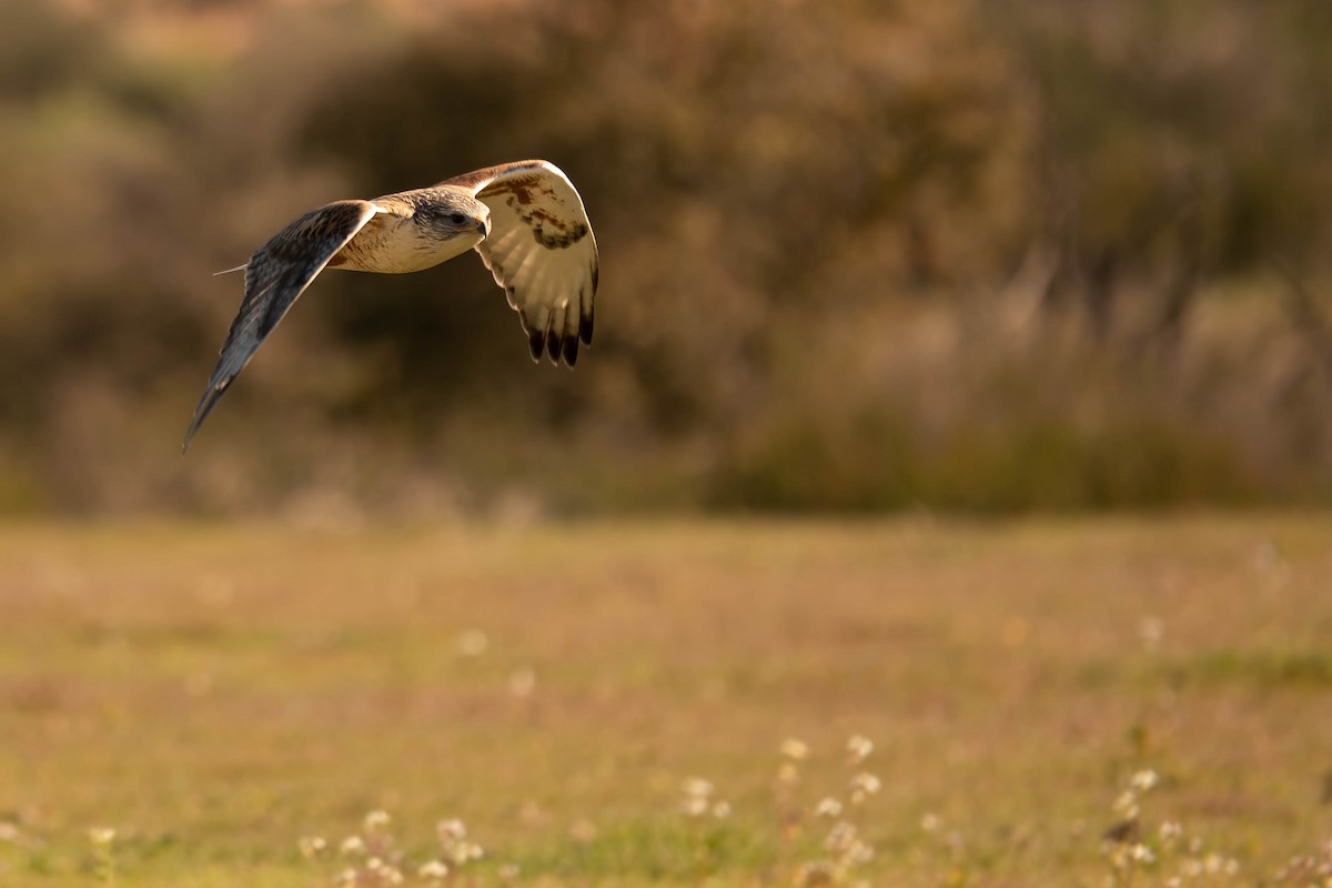 Ferruginous Hawk - Faith Barton