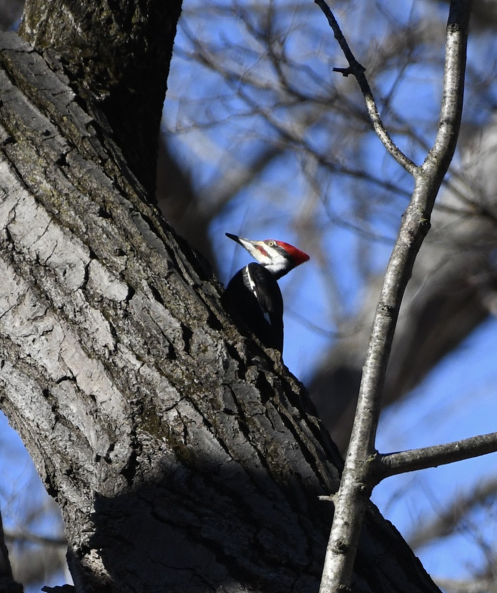 Pileated Woodpecker - ML534469151