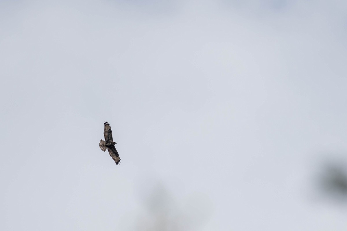 Common Buzzard (Western) - ML534469361