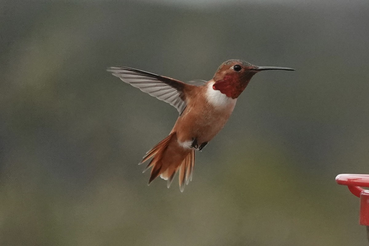 Allen's Hummingbird - ML534469551